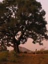 Great to see an old, healthy tree like this one in India!